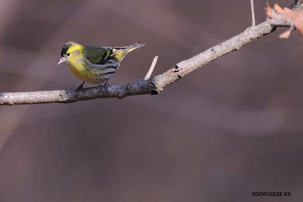 검은머리방울새